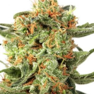 Orange Hill Special Feminised Cannabis Seeds by Dutch Passion
