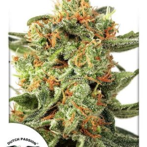 Orange Hill Special Regular Cannabis Seeds by Dutch Passion