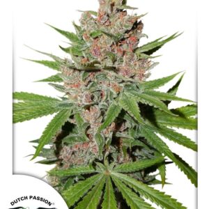 Passion Fruit Feminised Cannabis Seeds by Dutch Passion