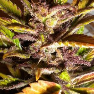 Purple Mazar Autoflowering Regular Cannabis Seeds by Flash Seeds