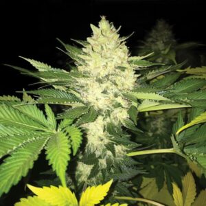 Roof 95 Feminised Weed Seeds by T.H.Seeds