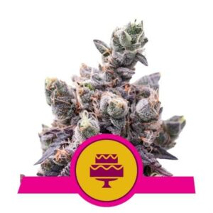 Wedding Gelato Feminised Cannabis Seeds by Royal Queen Seeds