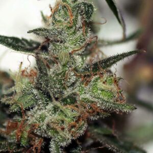 Jungle Wreck Regular Bulk Cannabis Seeds