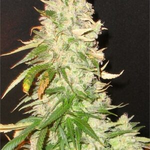 Northern Soul bulk cannabis seeds