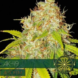 AK - 49 Auto Feminised Cannabis Seeds by Vision Seeds