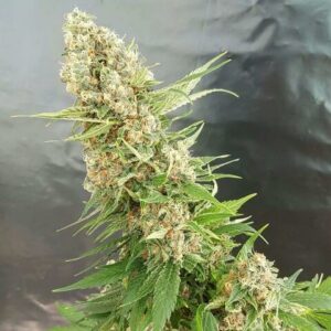 Critical Gorilla Feminised Cannabis Seeds By Expert Seeds