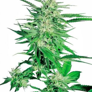Big Bud Feminised Cannabis Seeds by Sensi Seeds