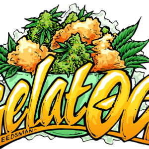 Gelat.OG Feminised Cannabis Seeds by Seedsman