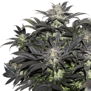 Lava Freeze Feminised Cannabis Seeds by Super Sativa Seed Club