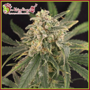 Sour Tang Kripple Feminised Cannabis Seeds by Dr Krippling Seeds