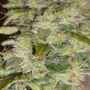 Truly Fruity Regular Cannabis Seeds by DC Bud Depot