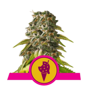 cookies gelato feminised cannabis seeds from RQS
