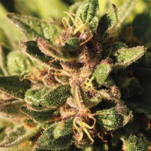 Pineapple Muffin Feminised Cannabis Seeds by Humboldt Seed Co.