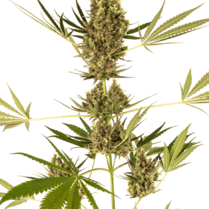 Alpine Delight CBD 30:1 Auto Feminised Cannabis Seeds by Sensi Seeds