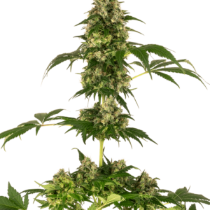 Cobalt Haze Feminised Cannabis Seeds by Sensi Seeds
