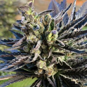 K2 Feminised Cannabis Seeds by Nirvana Seeds