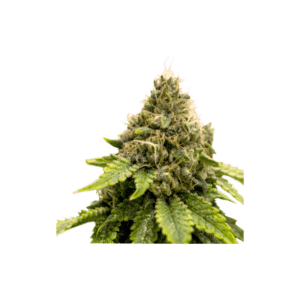 Karel's Dank Regular Cannabis Seeds by Super Sativa Seed Club