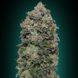 Northern Lights Feminised Cannabis Seeds by 00 Seeds 