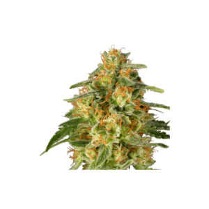 TNT Trichome Feminised Cannabis Seeds by Super Sativa Seed Club