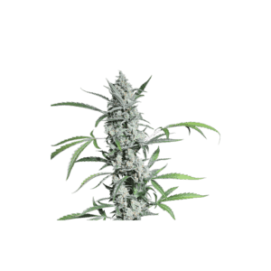 Fat Pete's Cookies Auto Feminised Cannabis Seeds by Super Sativa Seed Club