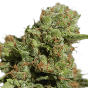 Bruce Lemon Diesel Auto Feminised Cannabis Seeds by Super Sativa Seed Club