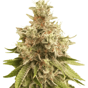 Golden Apple Haze Regular Cannabis Seeds by Super Sativa Seed Club