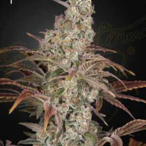 Jack's Dream Feminised Cannabis Seeds by Greenhouse Seed Co.