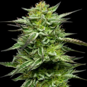 Mountaintop Mint Feminised Cannabis Seeds by Humboldt Seed Co.