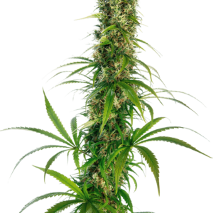 Michka Regular Cannabis Seeds by Sensi Seeds
