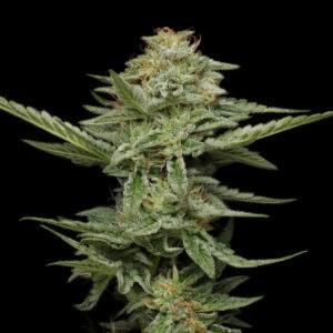 Pistachio Feminised Cannabis Seeds by Humboldt Seed Co