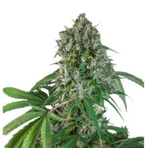 Karel's Herer Haze Feminised Cannabis Seeds by Super Sativa Seed Club