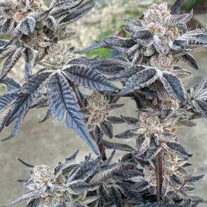 Smac Town Regular Cannabis Seeds by Purple City Genetics