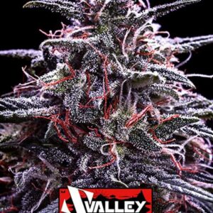 Z Valley Feminised Cannabis Seeds by Positronics