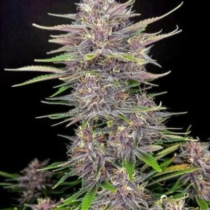 Banana Purple Punch Auto Feminised cannabis seeds by FastBuds