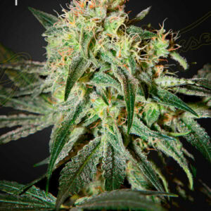 Damn Sour Feminised Cannabis Seeds by Greenhouse Seed Co