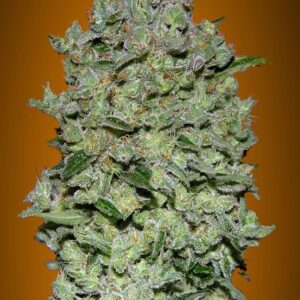 Biodiesel Mass XXL Auto Feminised Cannabis Seeds by Advanced Seeds