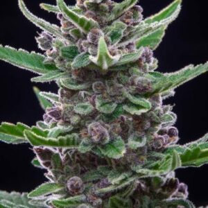 Tropicana Cookies Auto Feminised Cannabis Seeds by FastBuds