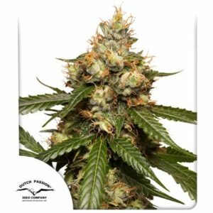 THC-Victory Auto Feminised Cannabis Seeds by Dutch Passion