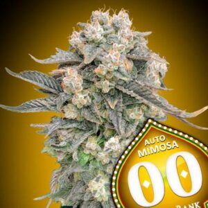 Mimosa Auto Feminised Cannabis Seeds by 00 Seeds