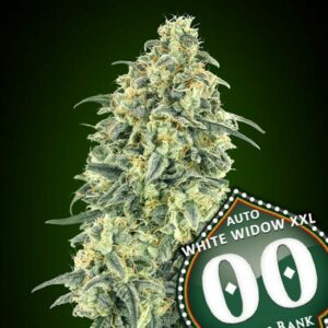 White Widow XXL Auto Feminised Cannabis Seeds by 00 Seeds