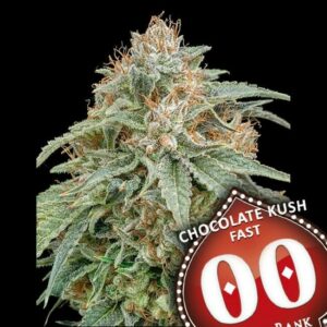 Chocolate Kush FAST Feminised Cannabis Seeds by 00 Seeds