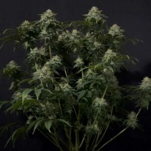 Gorilla Cookies FAST Feminised Cannabis Seeds by FastBuds