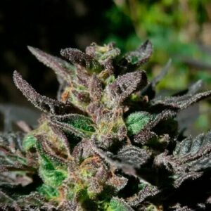 Grand Daddy Purple Feminised Cannabis Seeds by 00 Seeds