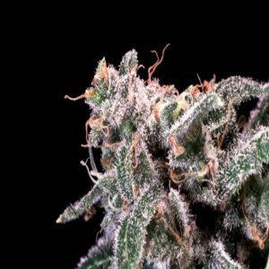 Kombucha Cream Feminised Cannabis Seeds by Atlas Seed