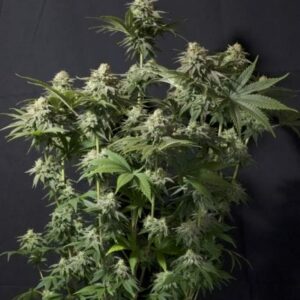 Orange Sherbet FAST Feminised Cannabis Seeds by FastBuds