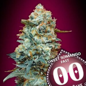 Sweet Somango FAST Feminised Cannabis Seeds by 00 Seeds