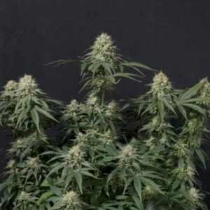 Tropicana Cookies FAST Feminised Cannabis Seeds by FastBuds
