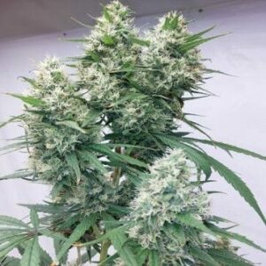 Zenith Feminised Cannabis Seeds by Ace Seeds
