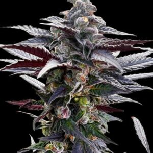 Pink Sunset Feminised Cannabis Seeds by Silent Seeds