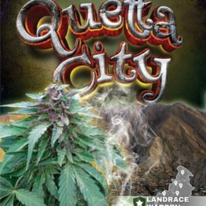 Quetta City Regular Cannabis Seeds by Landrace Warden